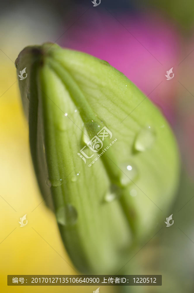 花的細(xì)節(jié)
