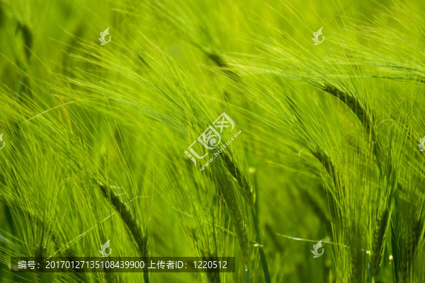 綠色的樹