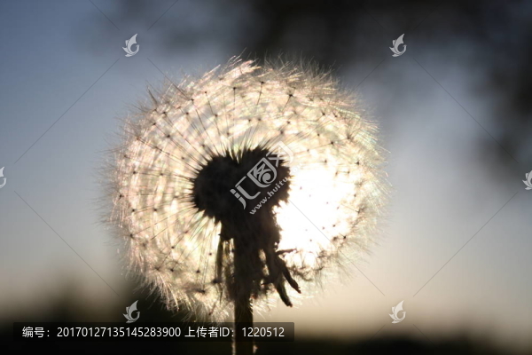 發(fā)光傘球