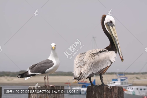 兩只鳥(niǎo)