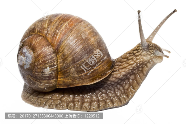 蝸牛