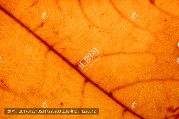 一片黃色葉子的紋理-匯圖網(wǎng) www.fosd68.com 一片黃色葉子的紋理