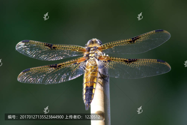 蜻蜓