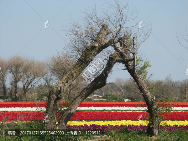 場(chǎng)花