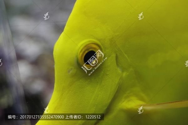 一只黃色的魚