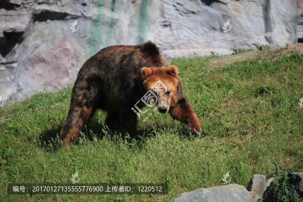 科迪亞克熊-匯圖網(wǎng) www.fosd68.com 科迪亞克熊