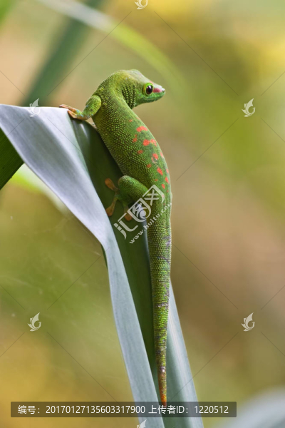 綠壁虎