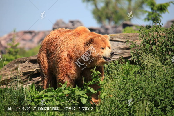 科迪亞克熊-匯圖網(wǎng) www.fosd68.com 科迪亞克熊