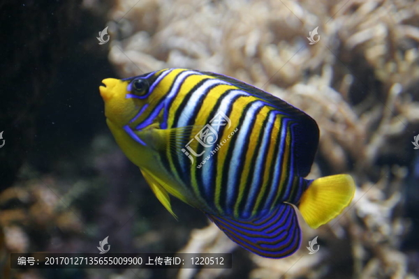 異國(guó)情調(diào)的魚(yú)