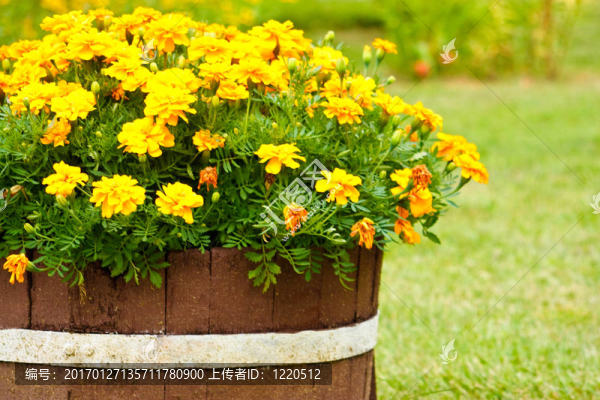 五顏六色的花朵