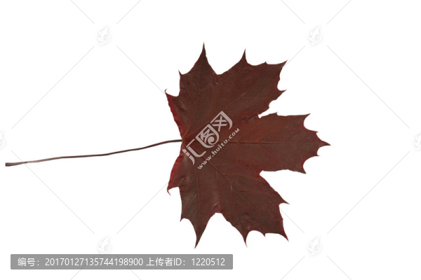 紅楓（Malus,domestica）葉分離