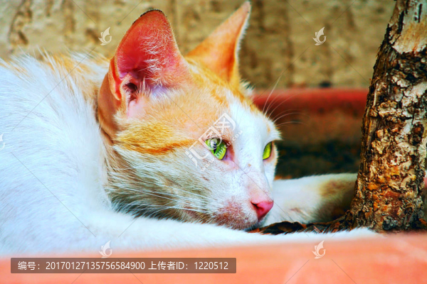 休息的母親
