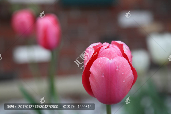 雨滴在一個紅色郁金香與白色其他背景