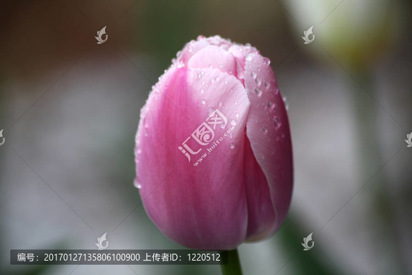 單粉紅色的封閉郁金香覆蓋在雨滴