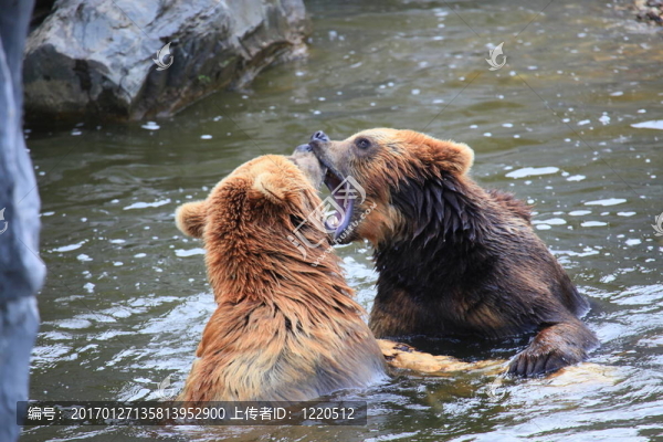 科迪亞克熊-匯圖網(wǎng) www.fosd68.com 科迪亞克熊