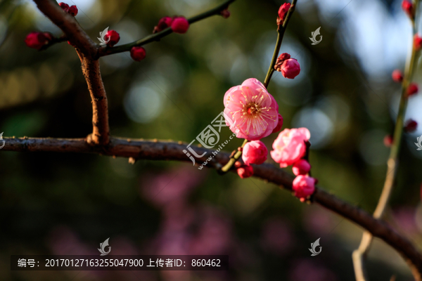 梅花,紅梅,花卉,盛開,冬天