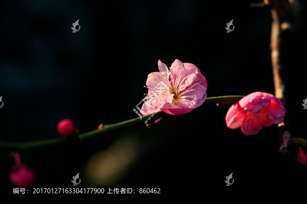 梅花,紅梅,花卉,盛開(kāi),冬天