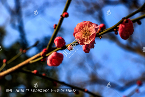 梅花,紅梅,花卉,盛開,冬天