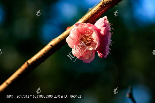 梅花,紅梅,花卉,盛開,冬天