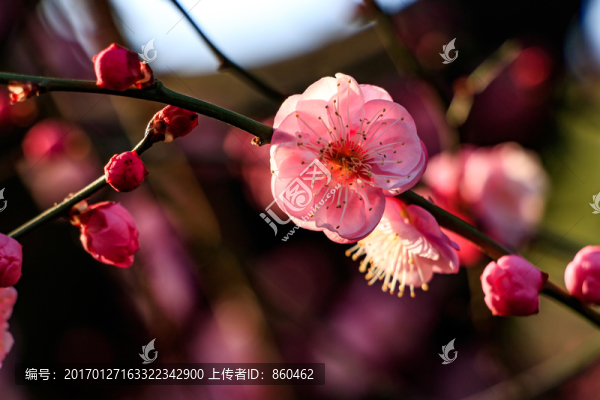 紅梅