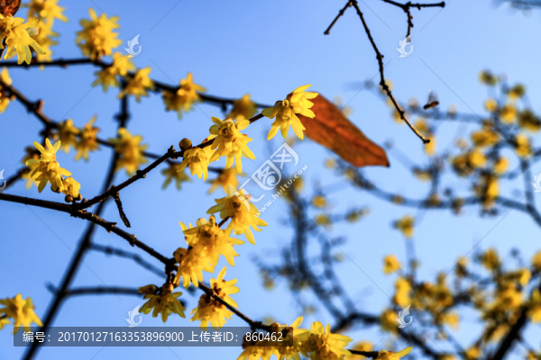 臘梅花,黃梅花,蠟梅花,金梅