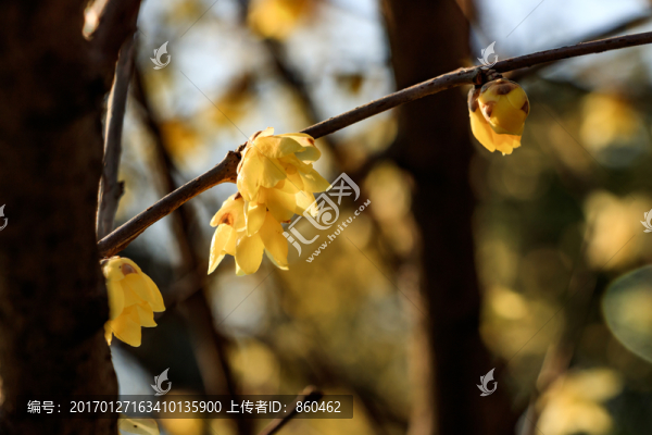蠟梅花,臘梅花,黃梅花,金梅