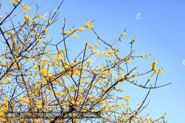 臘梅花,黃梅花,蠟梅花,金梅