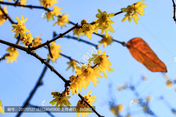 臘梅花,黃梅花,蠟梅花,金梅
