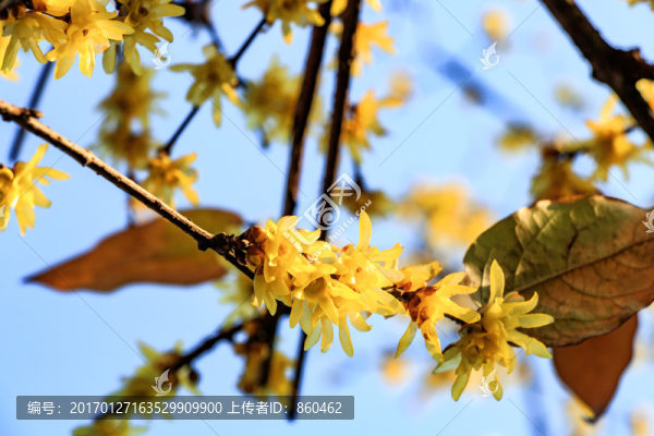 臘梅花,黃梅花,蠟梅花,金梅