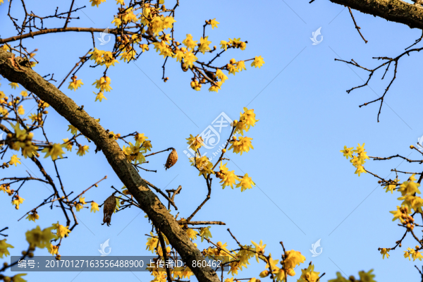 臘梅花,黃梅花,蠟梅花,金梅