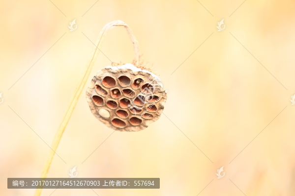 殘荷