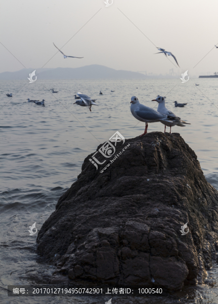 喂海鷗,棧橋海鷗