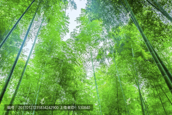 竹子竹林