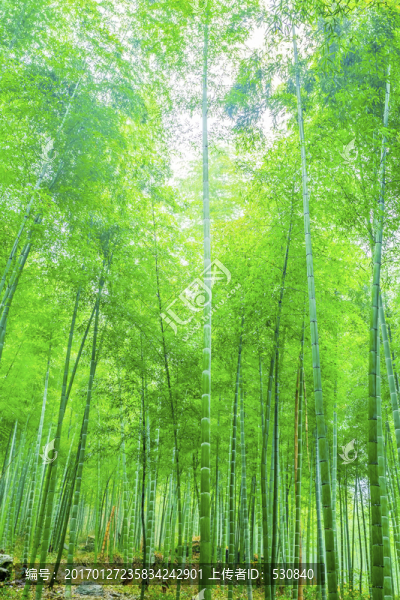竹子竹林
