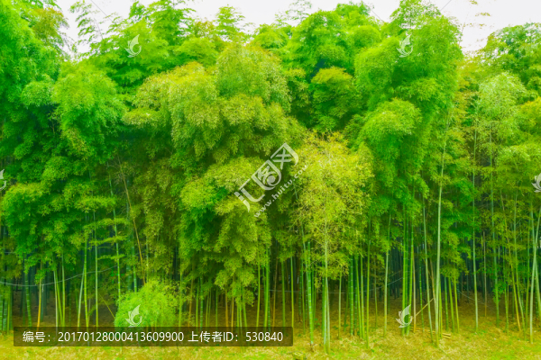 竹子竹林