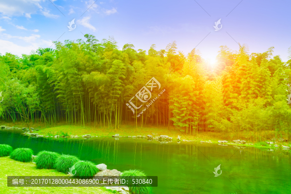 竹子竹林