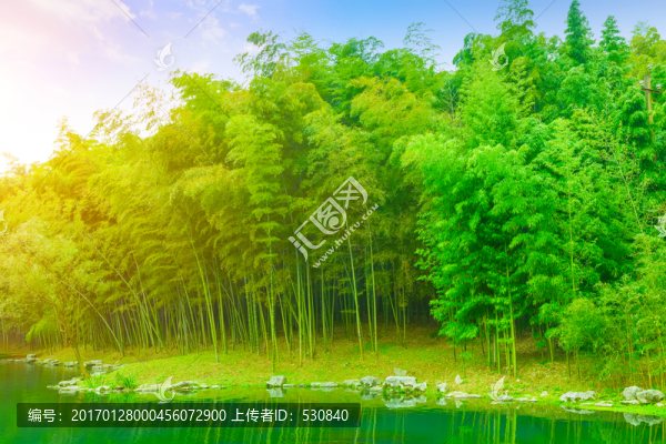 竹子竹林
