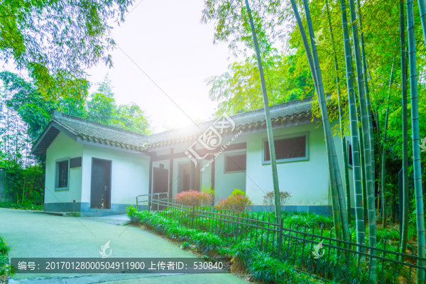 竹子竹林