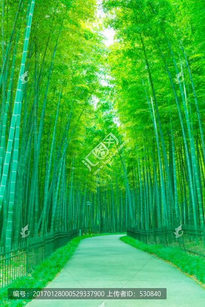 竹子竹林