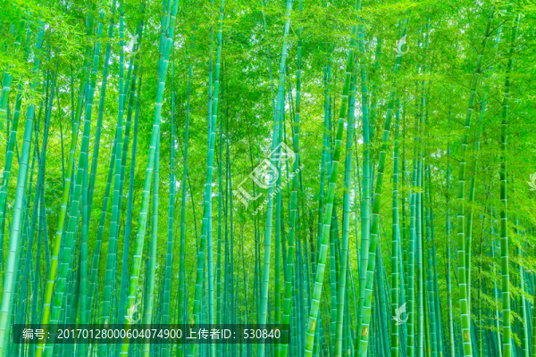 竹子竹林