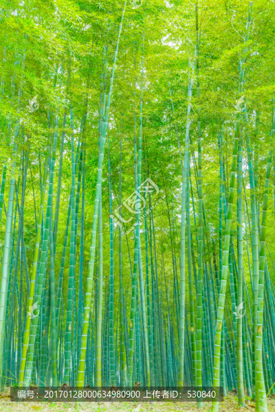 竹子竹林