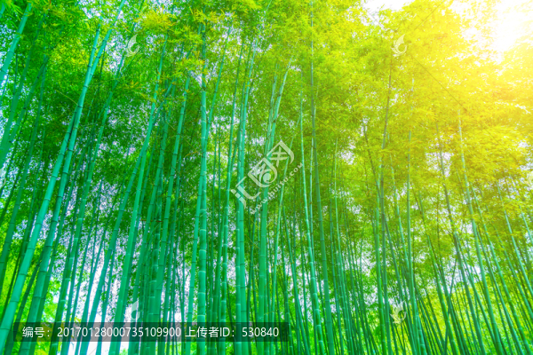 竹子竹林