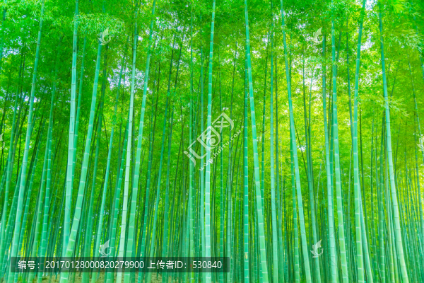 竹子竹林