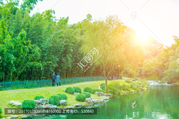 竹子竹林