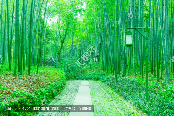 竹子竹林
