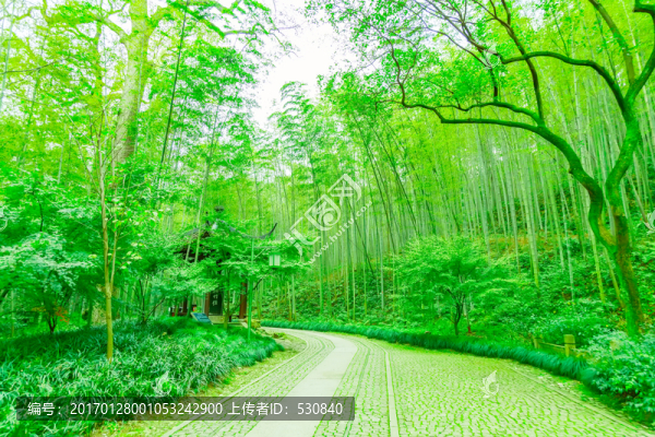 竹子竹林