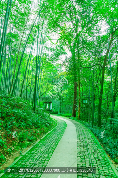 竹子竹林