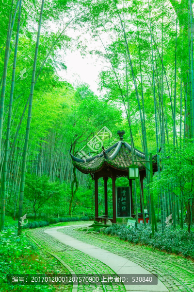 竹子竹林