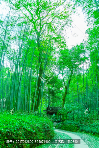 竹子竹林