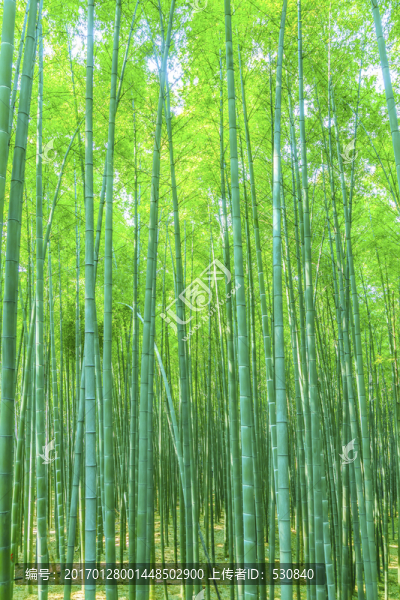 竹子竹林